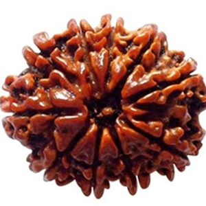 दस मुखी रुद्राक्ष / 10 Mukhi Rudraksha With Silver Cap Pendant With Lab Report