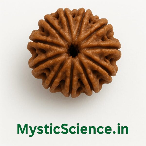ग्यारह मुखी रुद्राक्ष / 11 Mukhi Rudraksha With Silver Cap Pendant With Lab Report