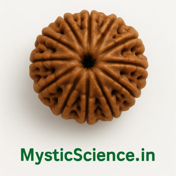 बारह मुखी रुद्राक्ष / 12 Mukhi Rudraksha With Silver Cap Pendant With Lab Report