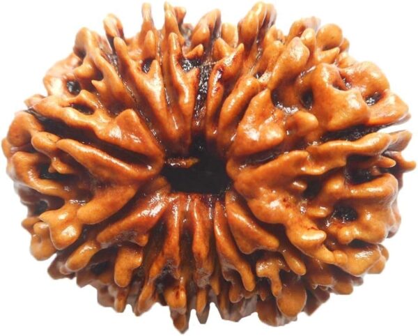 चौदह मुखी रुद्राक्ष / 14 Mukhi Rudraksha With Silver Cap Pendant With Lab Report