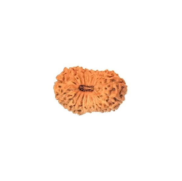 पंद्रह मुखी रुद्राक्ष / 15 Mukhi Rudraksha With Silver Cap Pendant With Lab Report