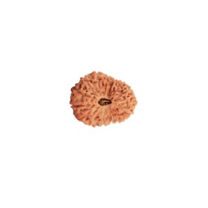सोलह मुखी रुद्राक्ष / 16 Mukhi Rudraksha With Silver Cap Pendant With Lab Report
