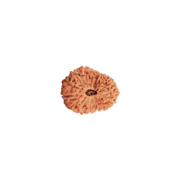 सोलह मुखी रुद्राक्ष / 16 Mukhi Rudraksha With Silver Cap Pendant With Lab Report
