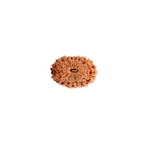सत्रह मुखी रुद्राक्ष / 17 Mukhi Rudraksha With Silver Cap Pendant With Lab Report