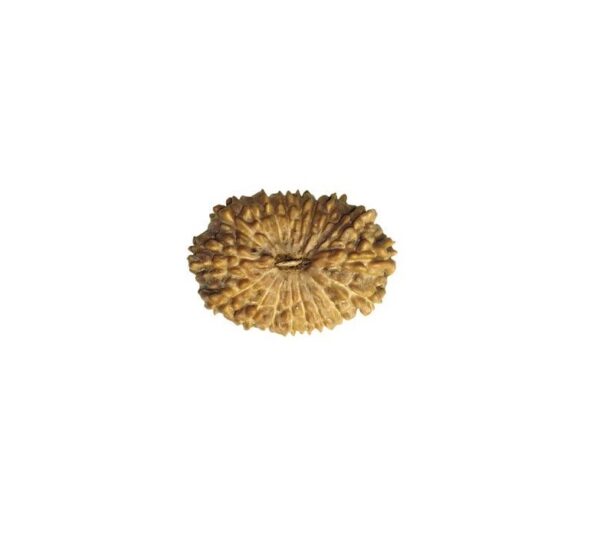 अठारह मुखी रुद्राक्ष / 18 Mukhi Rudraksha With Silver Cap Pendant With Lab Report