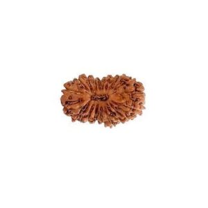 उन्नीस मुखी रुद्राक्ष / 19 Mukhi Rudraksha With Silver Cap Pendant With Lab Report