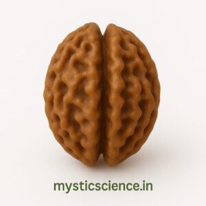 दो मुखी रुद्राक्ष / 2 Mukhi Rudraksha With Silver Cap Pendant With Lab Report