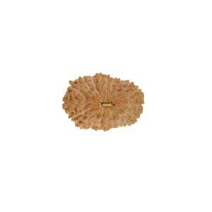 बीस मुखी रुद्राक्ष / 20 Mukhi Rudraksha With Silver Cap Pendant With Lab Report