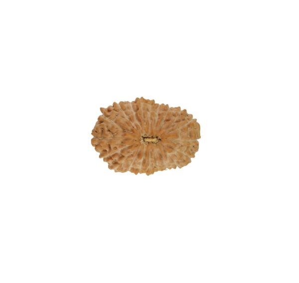 बीस मुखी रुद्राक्ष / 20 Mukhi Rudraksha With Silver Cap Pendant With Lab Report