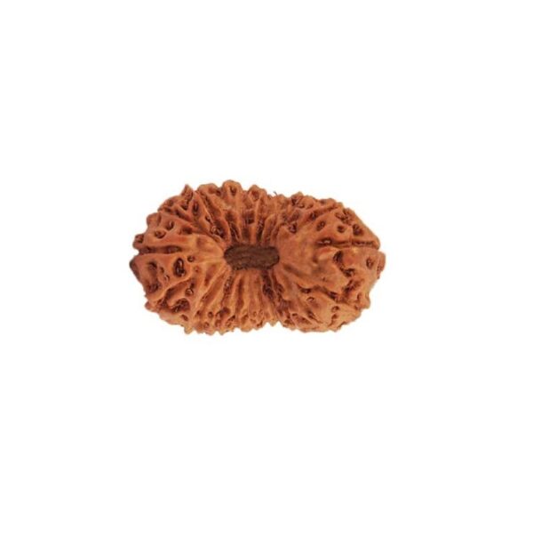 इक्कीस मुखी रुद्राक्ष / 21 Mukhi Rudraksha With Silver Cap Pendant With Lab Report