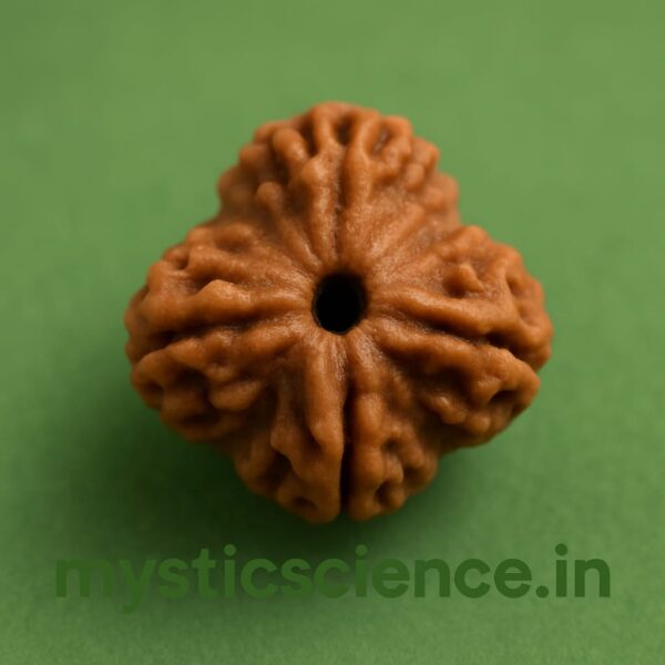 तीन मुखी रुद्राक्ष / 3 Mukhi Rudraksha With Silver Cap Pendant With Lab Report