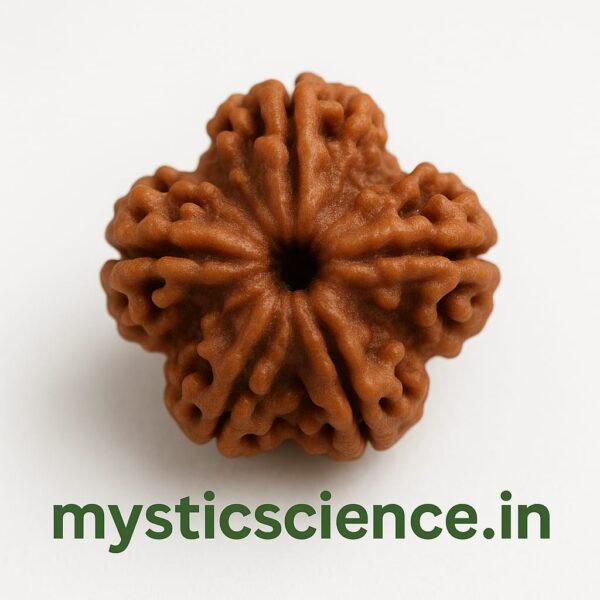 पाँच मुखी रुद्राक्ष / 5 Mukhi Rudraksha With Silver Cap Pendant With Lab Report