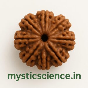 सात मुखी रुद्राक्ष / 7 Mukhi Rudraksha With Silver Cap Pendant With Lab Report
