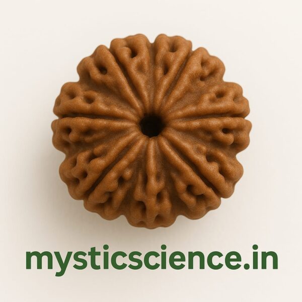 आठ मुखी रुद्राक्ष / 8 Mukhi Rudraksha With Silver Cap Pendant With Lab Report