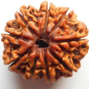 नौ मुखी रुद्राक्ष / 9 Mukhi Rudraksha With Silver Cap Pendant With Lab Report