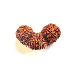 त्रिजूटी रुद्राक्ष / Natural Trijuti Rudraksha With Silver Cap Pendant With Lab Report