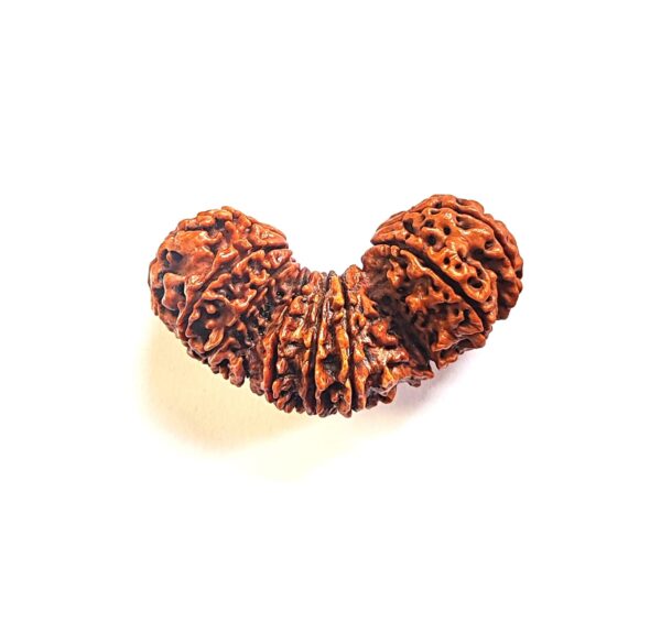 त्रिजूटी रुद्राक्ष / Natural Trijuti Rudraksha With Silver Cap Pendant With Lab Report